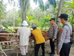 Polsek Penawartama Dampingi Langsung Vaksinasi PMK di Dua Kampung