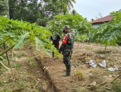 TIDAK HANYA PADI – BABINSA SETIA BERDAYAKAN KOMODITAS PEPAYA UNTUK SURPLUS PANGAN