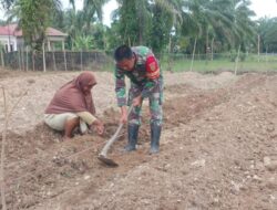 Pendampingan Pertanian Babinsa Sarolangun: Meningkatkan Produktivitas untuk Ketahanan Pangan