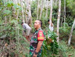 Babinsa Koramil 420-06/Muara Siau Lakukan Monitoring Hutan Desa Air Lago untuk Keberlangsungan Ekosistem