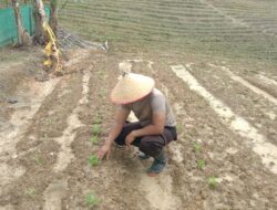 *Polsek Belimbing Pantau Progres Pertumbuhan Jagung dan Perawatan*