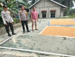 Warga Panen Jagung Perdana,Kapolsek Bantu Berkomunikasi pada BULOG dan Pabrik Rumahan Berbahan Jagung untuk Pemasaran