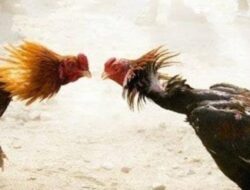 Hoax ! Sudah Dicek Ke TKP Berita Yang Beredar Di Media Online Judi Sabung Ayam Di Binjai Tidak Benar Adanya