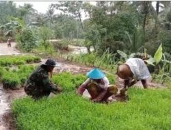 Dukung Program Ketahanan Pangan Babinsa Bantu Petik Padi