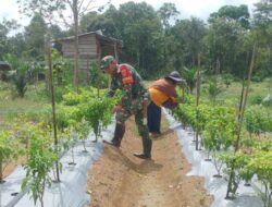Bantu Petani Cabai dalam Program Ketahanan Pangan