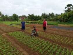 Wujudkan Hanpangan, Babinsa Dampingi Petani Di Wilayah Desa Binaan.