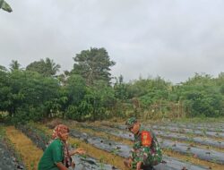 Babinsa melaksanakan Pendampingan Hanpangan Tanaman Cabe