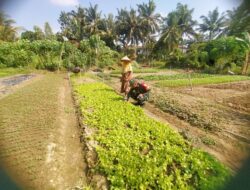 Babinsa Bantu Petani Membersihkan Gulma Kebun Sayur Saladri 