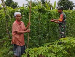 Dampingi Petani Rawat Tanaman, Bentuk Dukungan Babinsa Terhadap Ketahanan Pangan