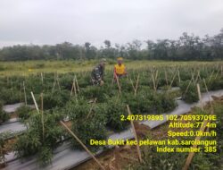 Dukung Program Ketahanan Pangan Babinsa Bantu Petani Panen Cabe Merah 
