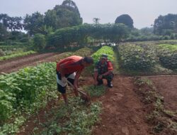 Majukan Hanpangan,Babinsa Batu Bersihkan Lahan yang di Tanami Sayuran Bayam