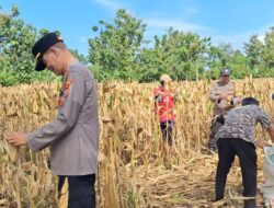Polres Tanggamus Gelar Panen Raya Jagung di Pulau Panggung, Dukung Ketahanan Pangan