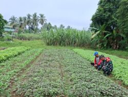 Babinsa Koramil 04/Sarolangun Rutinkan Dampingi Petani 