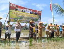 Dandim 0420/Sarko Hadiri Zoom Meeting Dengan Gubernur Jambi dan Danrem 042/Gapu, Dilanjutkan Ikuti Penanaman Padi Serentak