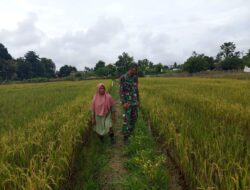 Babinsa Koramil 420-04/ Sarolangun Pantau Perkembangan Tanaman Padi