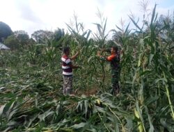 Babinsa Koramil 420-04/Sarolangun Kopda Musdar Laksanakan pendampingan swasembada pangan Bersama Warga Panen jagung di Desa Sungai Baung