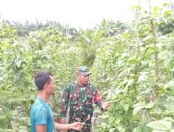 Tingkatkan Hasil Panen, Babinsa Koramil 420-09/Bangko Lakukan Pendampingan Terhadap Petani Palawija