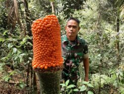 Bunga Bangkai (Amorphopallus Titanium) ditemukan oleh Babinsa pada Saat Patroli Hutan