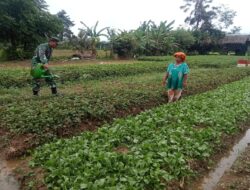 Babinsa Koramil 04/Sarolangun melihat Pertumbuhan Tanaman Sayur Bayam Masyarakat Binaan