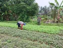 Bersama Petani, Babinsa Wujudkan Kemandirian Pangan di Kabupaten Sarolangun