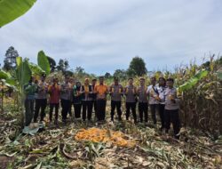 Polres Tanggamus Panen Jagung di Talang Padang, Wujud Nyata Dukung Ketahanan Pangan Nasional