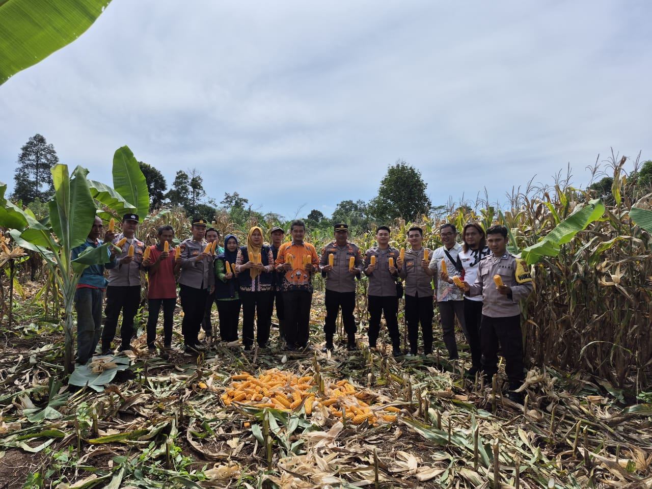 Polres Tanggamus Panen Jagung di Talang Padang, Wujud Nyata Dukung Ketahanan Pangan Nasional