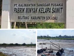*Pabrik Minyak Kelapa Sawit Milik PT.KALIMANTAN SANGGAR PUSAKA (KSP) AGRO Sekadau, Di Duga Kuat Melanggar Aturan Amdal*