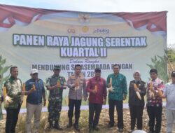 Panen Jagung Serentak di Desa Lamgling Dukung Asta Cita President RI