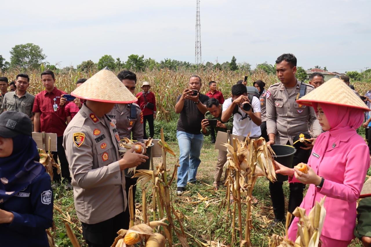 Wujud Nyata Dukung Swasembada Pangan 2025 Kapolres Tebo Panen Raya Jagung Serentak Kuartal lll Di Desa Sumbersari Kec Rimbo Ulu