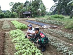 Dukung Program Ketahanan Pangan, Babinsa Koramil 04/Sarolangun Kodim 0420/SARKO Serda Ibrohim, melaksanakan Pendampingan Pertanian Sayuran