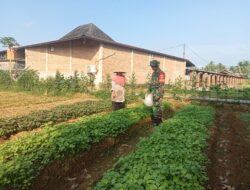 Tingkatkan Hasil Budidaya Tanaman Bayam, Babinsa bantu Petani dalam peningkatan Hasil pertanian 