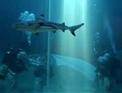 Penurunan Bendera Merah Putih Di Shark Aquarium Menarik Perhatian Pengunjung Sea World Ancol