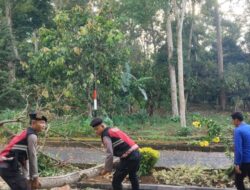 Polres Tanggamus dan Damkarmat Evakuasi Pohon Tumbang di Jalur Pemkab