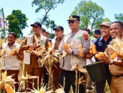 Panen Raya Jagung Bumdes Keramat Biaro Desa Lidung di Hadiri Bupati dan Kapolres Sarolangun.