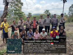 Polsek Amanuban Timur Mendukung Program Inovasi Kapolda NTT “Gerakan NTT Lumbung Pangan Nasional” Tanam Jagung di Lahan Seluas 3 Ha