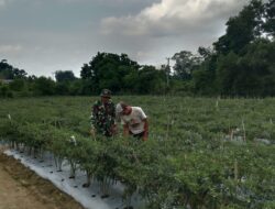 Wujudkan Hanpangan, Babinsa Dampingi Petani Perawatn Tanaman Cabe Di Desa Binaannya.