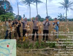 Polsek Rangkasbitung Polres Lebak Panen Raya Jagung Kuartal III Dukung Swasembada Pangan 2025