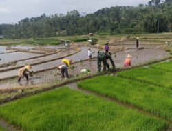 Wujudkan Ketahanan Pangan, Babinsa Gandusari Turun Ke Sawah Bantu Petani Tanam Padi