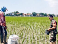 Babinsa Pegambiran Dampingi Pemupukan Padi MT III untuk Dukung Swadaya Pangan Nasional