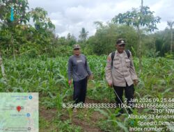 Jaga Pertumbuhan Tanaman Jagung,Personil Polsek Rangkasbitung Polres Lebak Semprotkan Pupuk Organik