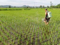Bantu Perawatan Tanaman Padi, Babinsa Kelurahan Satrean Dampingi Poktan Kembang Kuning