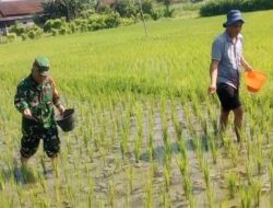 Babinsa Dermojayan Wujudkan Ketahanan Pangan, Turun Langsung Bantu Petani Memupuk Padi