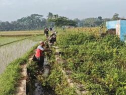 Bersihkan Saluran Irigasi Sawah, Sertu Yudha Gotong Royong Bersama Warga Desa Ngreco