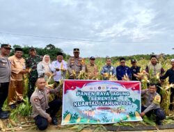 Sinergi Polri, Pemkab dan Masyarakat, Polres Sarolangun Gelar Panen Raya Jagung Dukung Swasembada Pangan 2026.