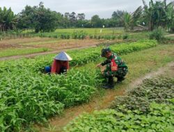 Dukung Ketahanan Angan Wilayah, Babinsa Koramil 420-04/Sarolangun Bantu Petani Panen Sayur Bayam dan Kangkung
