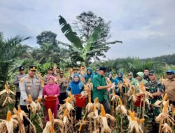 Dandim 0420/Sarko Hadiri Panen Raya Cabai Merah, Jagung, Semangka dan Padi di Desa Rantau Tenang