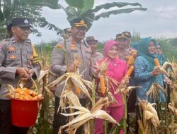 Komitmen Dukung Ketahanan Pangan, Bupati Sarolangun, Kapolres dan Dandim Panen Raya Jagung, Cabe, Padi dan Semangka.