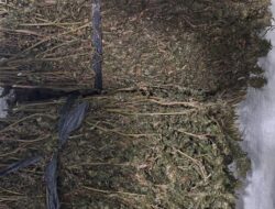 Polres Aceh Tengah Kembali Ungkap Peredaran Narkotika, Ringkus Pelaku dan Amankan 7 Kilogram Ganja