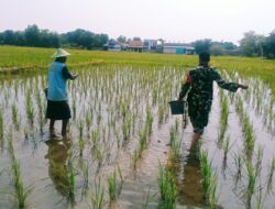 Babinsa Kelurahan Pekalipan Turun ke Sawah Dukung Ketahanan Pangan Nasional