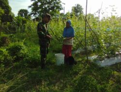 Babinsa Koramil-04/Sarolangun Bantu petani melaksanakan panen Mentimun